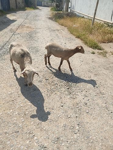 qoyun alıram: Ana balla sagllam heyvanlardi balasi. 6 aylgdi 7 aya kecib diwdi — 1