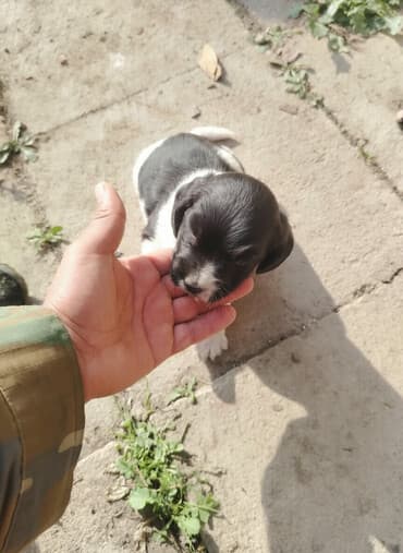 satliq ov itleri berde: 1 ay — 1