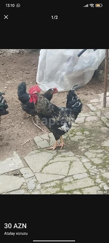 Atalay xoruzu - Cinsi: Atalay - Növ: Xoruz - Rəng: Qara-ağ çalarlı