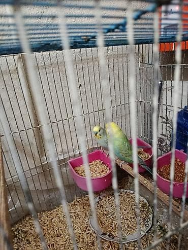 turbo az qusar: Süper heyvanlardir balaya ela baxirlar 5 6 bala verirler bakarım rengi — 1