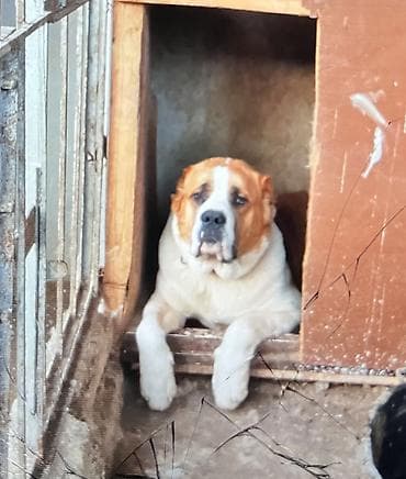 unicorn sekilleri: Alabay, 1 il, Dişi, Peyvəndli, Ünvandan götürmə — 4