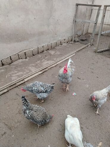 Gəmiricilər: Toyuq, Damazlıq — 2