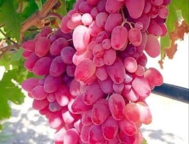 sadə tort şəkilləri: Üzüm tingləri – müxtəlif süfrə sortları Təsvir: - Seçmə süfrə üzüm — 3