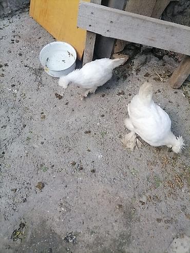 toyuq dami: Toyuq, Yumurtalıq, Ünvandan götürmə — 3