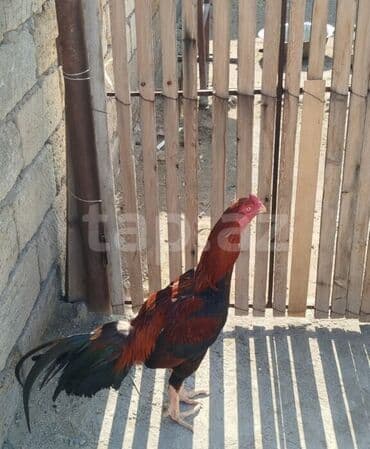 simmental inək cinsi: Toyuq, Damazlıq, Ünvandan götürmə — 3