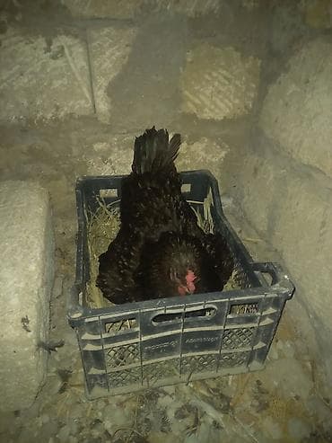 kurt: Toyuq, Australorp, Damazlıq, Ünvandan götürmə — 2