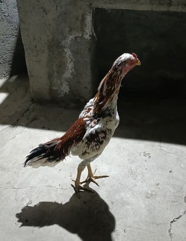 Ozune Ekstra colpa isdeyen buyursun May 7si cixib Heyvana