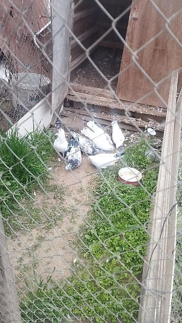 İtlər: Göyərçinlər koven balalardi coxu - Növ: ev göyərçinləri (ağ və ala — 3