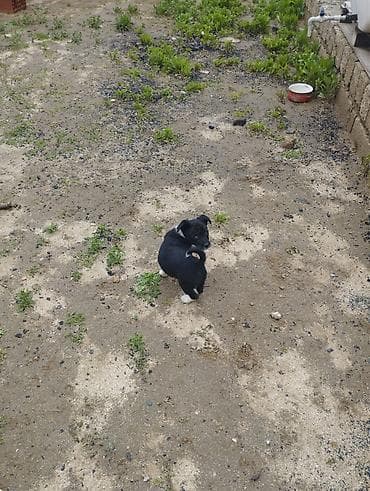 heyvan sahiblənmə: Zvonok, 1 ay, Dişi, Cütləşmə üçün, Ödənişli çatdırılma — 6