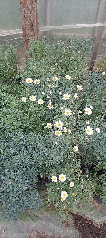 radyator kobi: Asma dipçək gülləri. Sukkulent – Lampranthus (Buzçiçəyi) Qiymətləri — 5