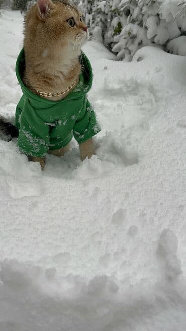 cütleşdirilir: Şinşilla, Erkək, Cütləşmə üçün — 8