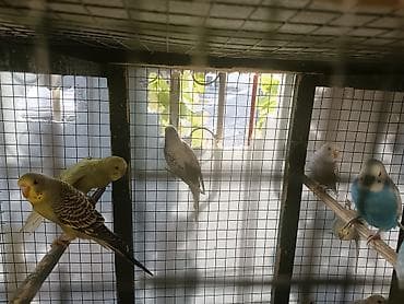 amadin qusu: Dalmatin, albino və müxtəlif rəng mutasiyalı dalğıc (dalgıç) cinsli — 3