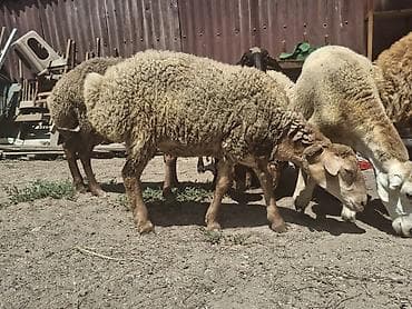 balaca it ucuz: Dişi, il: 1, 35 kq, Damazlıq, Ünvandan götürmə — 8