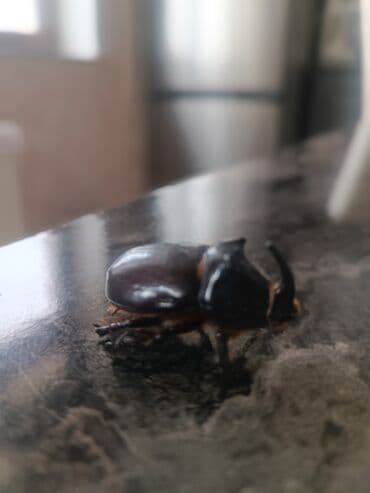 американский плоскоухий членистоногий когтеступ: Nadir “kərgədan böcəyi” (Oryctes nasicornis) – canlı nümunə - Parlaq — 2