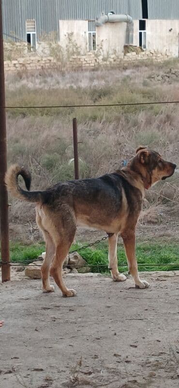 отдам в хорошие руки маленькую собачку: Qurdbasar, 2 il, Erkek, Peyvəndli, Pulsuz çatdırılma — 9