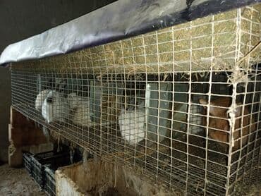 дана: Salam təmiz qan sağlam Kalfornya və Burqun dovşan balaları satılır — 10