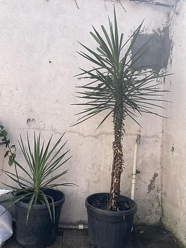 otag gülleri: Qablarda Yucca (Yukka) bitkiləri - Növ: Yucca – dekorativ, kənarları — 1