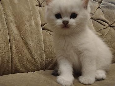 heyvanlar: Britan — 1