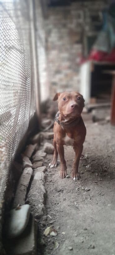 pişik ağ: Pitbul, 6 ay, Erkek, Ünvandan götürmə — 6