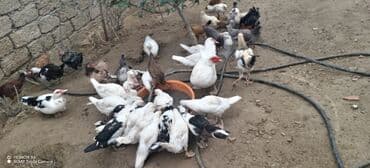 zumrud ordək: Məhsul: Muskovi (Hind) ördəkləri – müxtəlif rənglərdə sürü Təsvir: - — 8