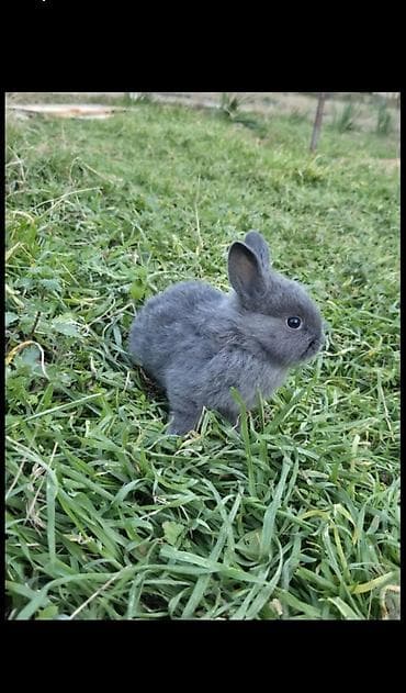 Птицы: Hər vaxdnz xeyr olsun dovşan balaları satılır ağ dovşan 6dənədi boz — 2