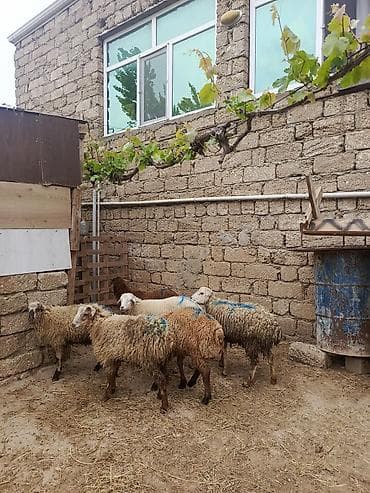 Quzu: Erkək qurbanlıq quzular münasib qiymətə — 1