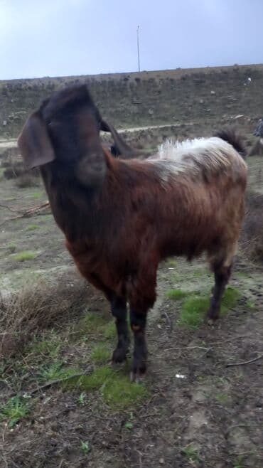 inek satilir: Erkək, il: 1, 50 kq, Ətlik, Ünvandan götürmə — 2