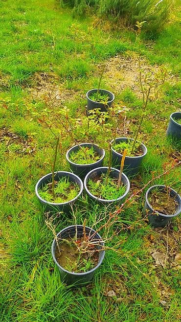 ev gulleri ve adları: Flammentanz sarmaşıq qızılgül sortu - Növ: Sarmaşıq (climbing) — 4