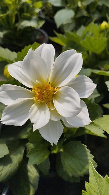 Məhsul: Qablarda dahliya (Dahlia) dekorativ gülləri - Rənglər: ağ