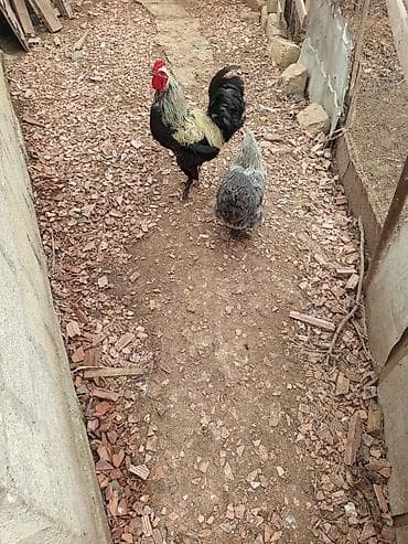 Животные: Курица, Brama, Для разведения — 1