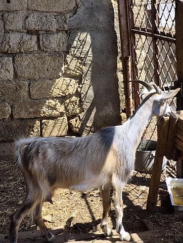 mal qara: Dişi, Alpine, il: 1, Südlük, Damazlıq, Ünvandan götürmə — 2