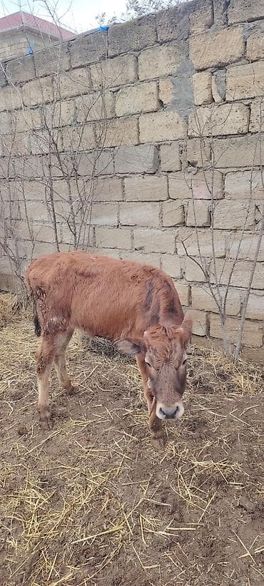 Salam super saxlamali dana — 3