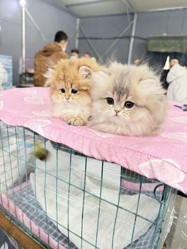 Gəmiricilər: Fars, Erkək, Dişi — 2