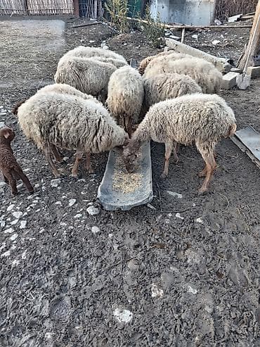simmental inək cinsi: Salam qoyunlar 2 balalidir teze qalanı bogazdir — 2