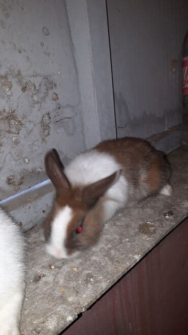 Mercedes-Benz: Karlik nov dovwanlar — 6