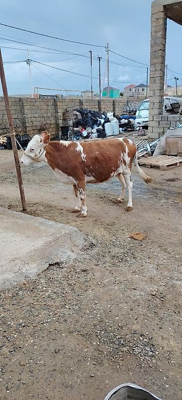 ari satilir: Qardaşlar Saf qan simental dana satışa cıxdi 2 ci qarın doğub 3 cu — 5