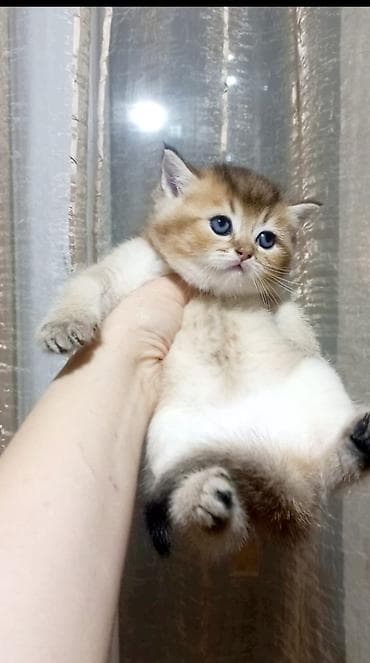 pişim: Britan — 7