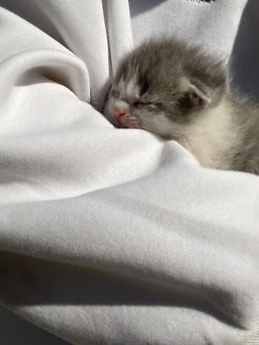 bala pişiy: Şotland, Erkək, Dişi, Yaxşı əllərə, Ünvandan götürmə — 9