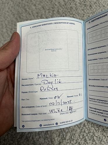 kuckar ov iti: Pekines, 5 ay, Erkek, Peyvəndli, Pulsuz çatdırılma — 6