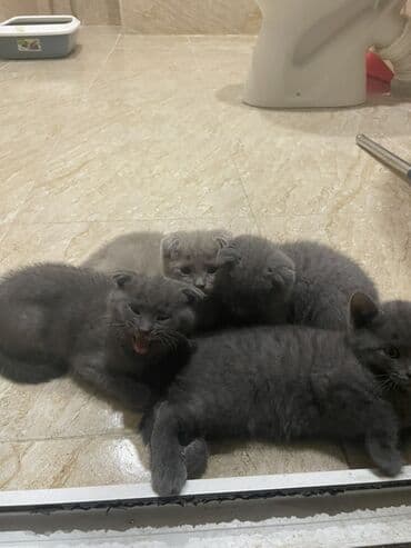 вислоухие коты серые: Шотладская вислоухая, В добрые руки, Бесплатная доставка — 1