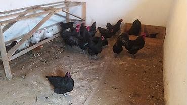 Mal-qara: Toyuq, Australorp, Damazlıq — 1