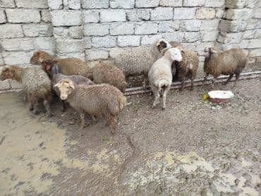 Digər heyvanlar: Məhsul: Qoyun sürüsü Təsvir: - Şəkillərdə müxtəlif rəng və ölçülərdə — 2