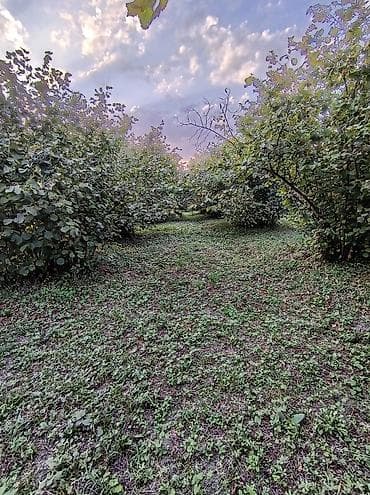 puste agaci: Zaqatala rayonu Göyəm kəndində 40 sot findiq bagi tecili satilir, 32 — 5