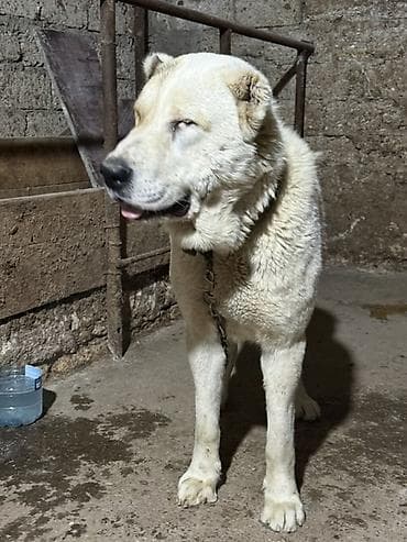 Gəmiricilər: Alabay — 2