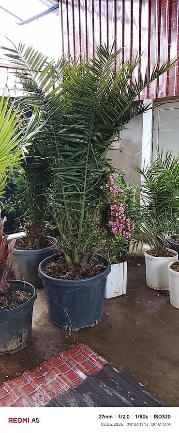 Xurma palmaları – iri ölçülü, qara plastik qablarda. Gül və ağaclarin