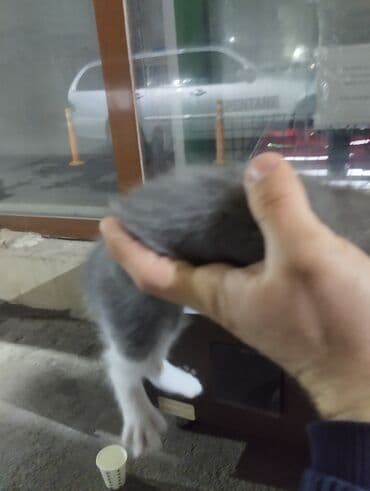 ağ pişiy: Erkək, Dişi, Yaxşı əllərə, Ünvandan götürmə — 5