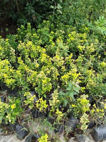 tut aragi satilir: Dekorativ agaclar — 8