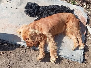 Akvariumlar: Dişi, Peyvəndli — 3