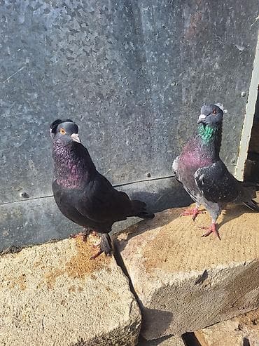 geref qus: Güyərçin Hazır Çüt Bala Verən Çütlərdi Çilok Erkəydi Qara Kəkilli — 1