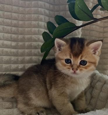 qax heyvanlar: Britan — 8